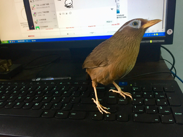 鸟站在电脑键盘上