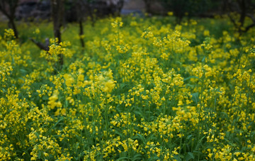 油菜花