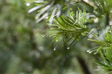 树叶上的雨露