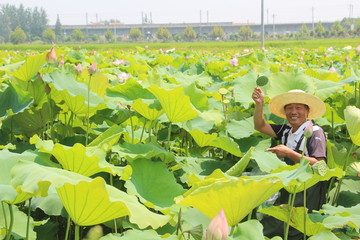 采荷人