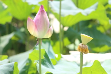 夏日荷花别样红