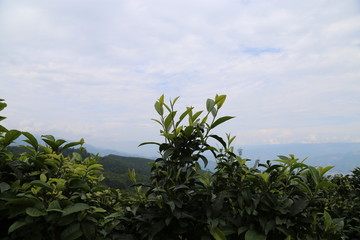 茶树