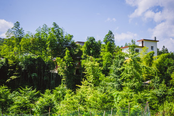 夏日山岭风光