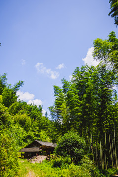 竹林深处有人家