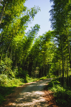 山林小路