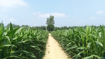 田间小路