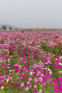 格桑花