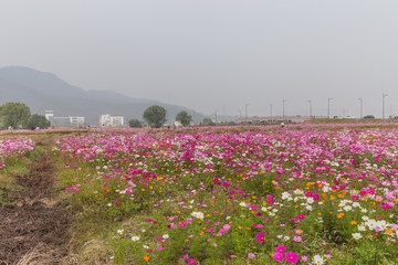 格桑花