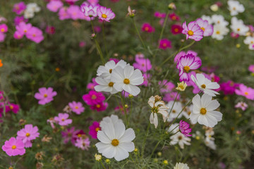 格桑花