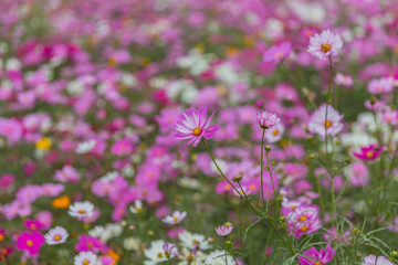 格桑花