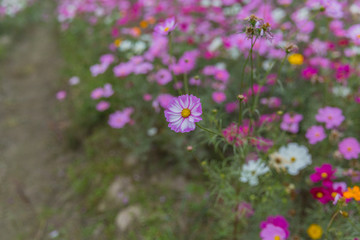 格桑花