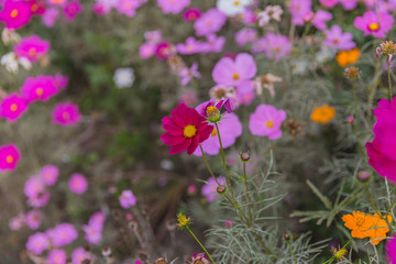 格桑花