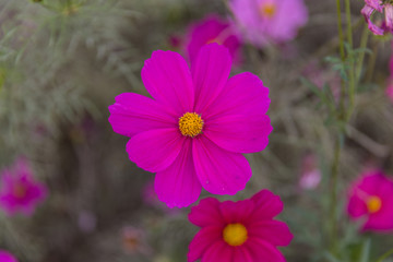 格桑花