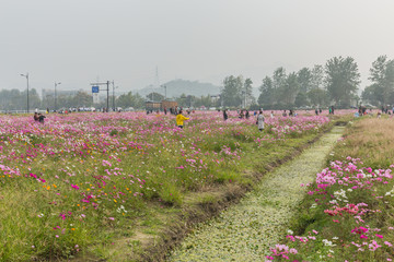 格桑花