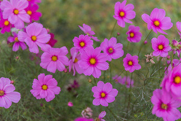 格桑花