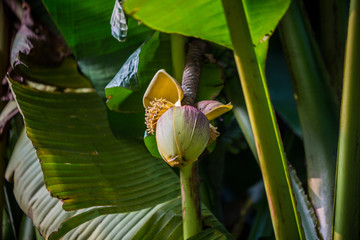 芭蕉树