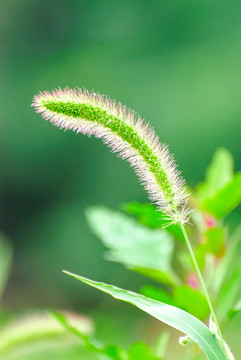 狗尾草