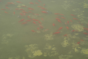 大同御东湿地