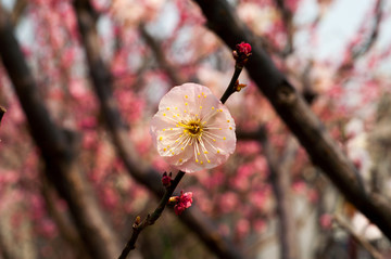 梅花