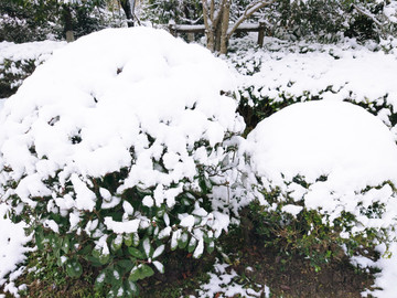 城市花园雪景