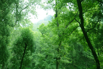 绿树山林