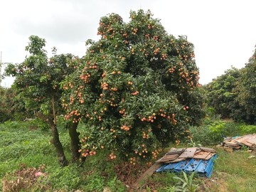 荔枝树