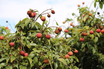 荔枝