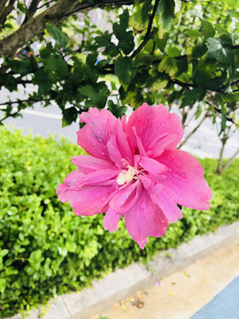 雨后的花