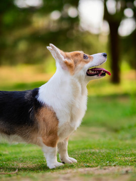 彭布罗克威尔士柯基犬