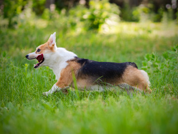 彭布罗克威尔士柯基犬