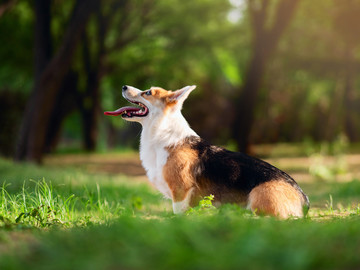 彭布罗克威尔士柯基犬