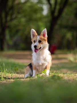 彭布罗克威尔士柯基犬