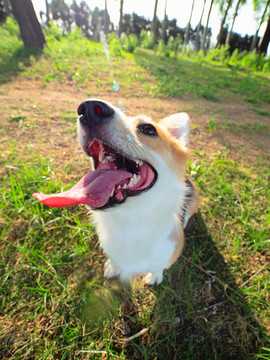 彭布罗克威尔士柯基犬