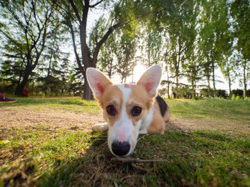 彭布罗克威尔士柯基犬