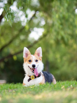 彭布罗克威尔士柯基犬