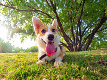 彭布罗克威尔士柯基犬