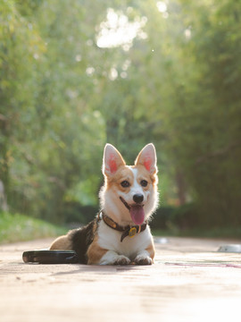 彭布罗克威尔士柯基犬