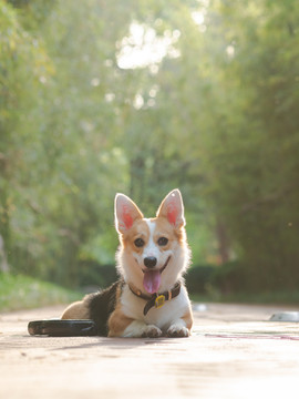 彭布罗克威尔士柯基犬