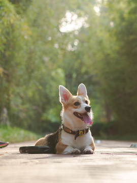 彭布罗克威尔士柯基犬