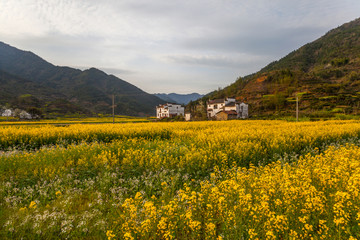 山乡油菜花