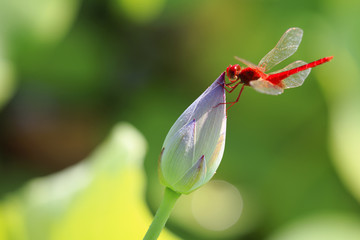 荷花蜻蜓