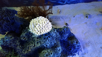 珊瑚贝壳
