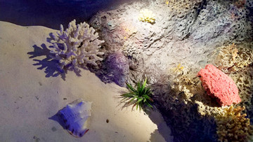 珊瑚贝壳