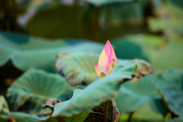 荷花特写