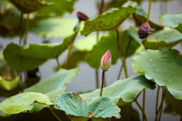 荷花池