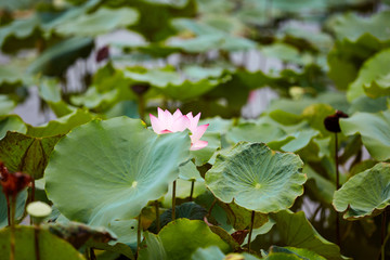 荷花池