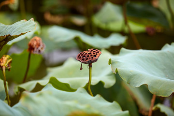 荷花池