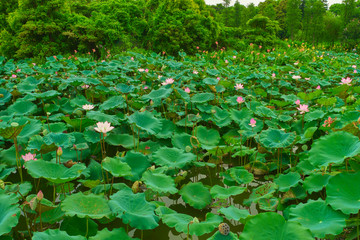 荷花池