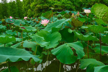 荷花池