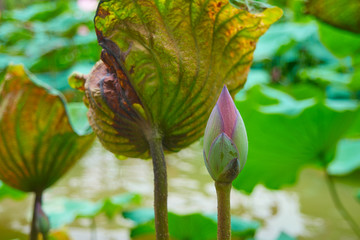 荷花池